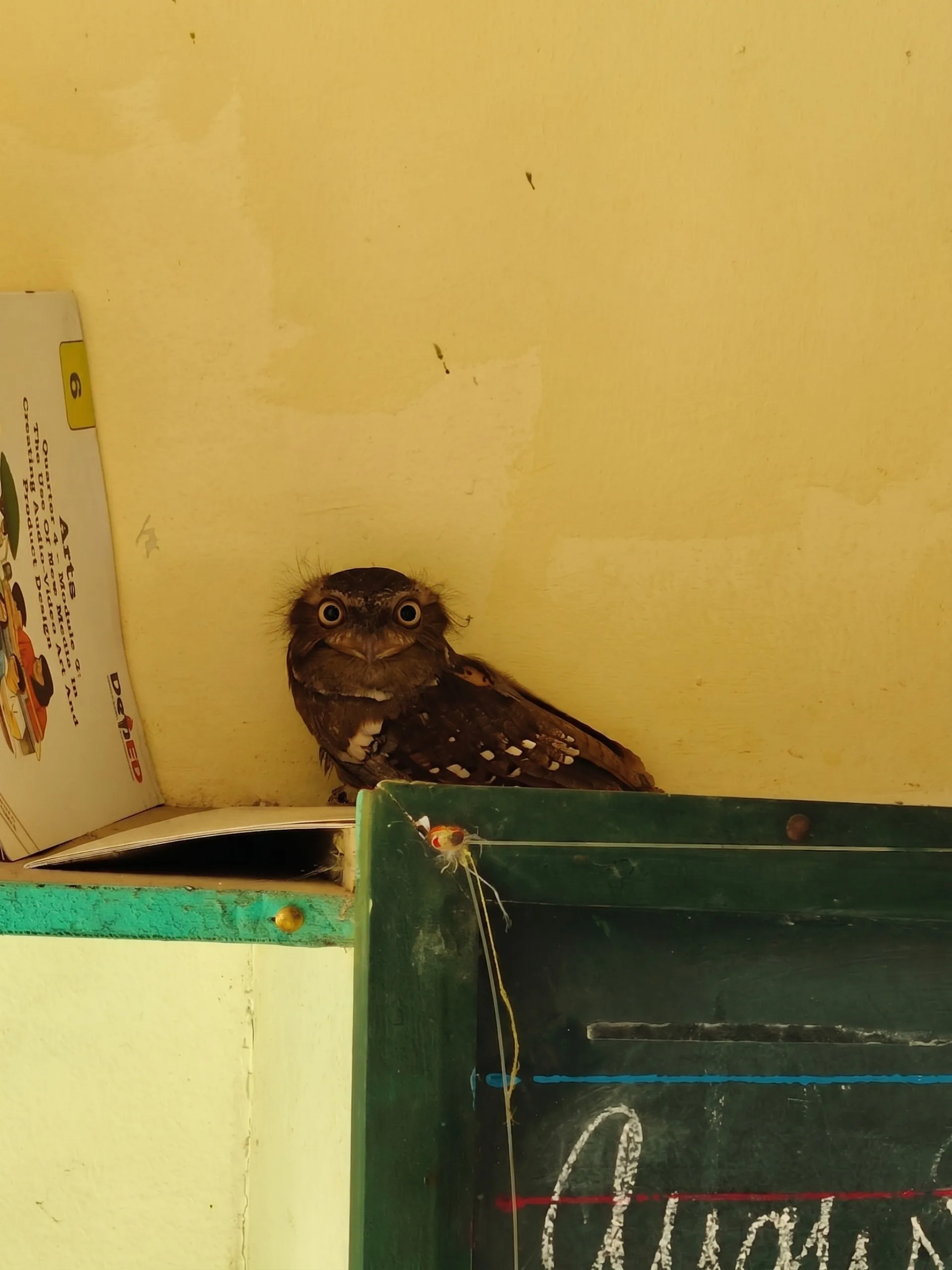 From Classroom Cabinet to the Wild: Rare Philippine Frogmouth Rescued by Davao School and DENR