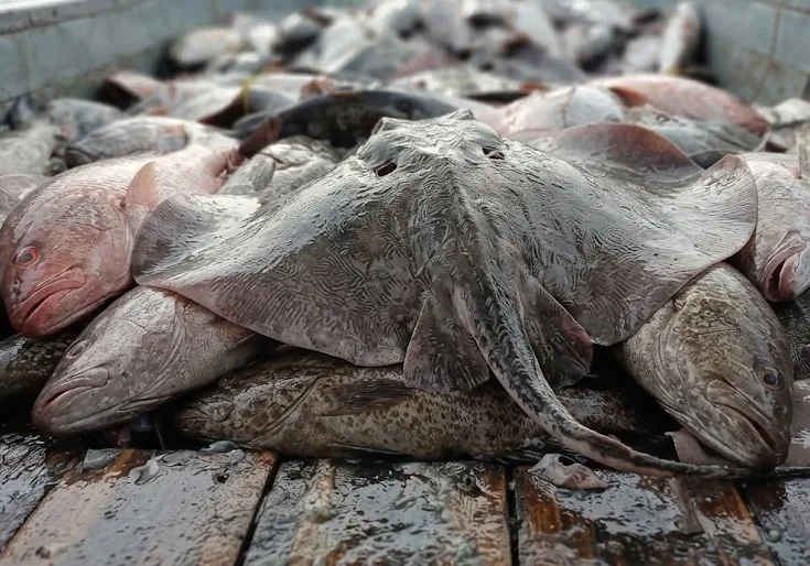 Fish Exports Could Get a Digital Boost With New Catch Certification in General Santos City