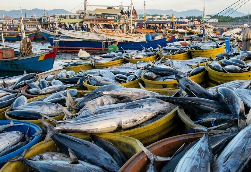 Fish port in the mornings.