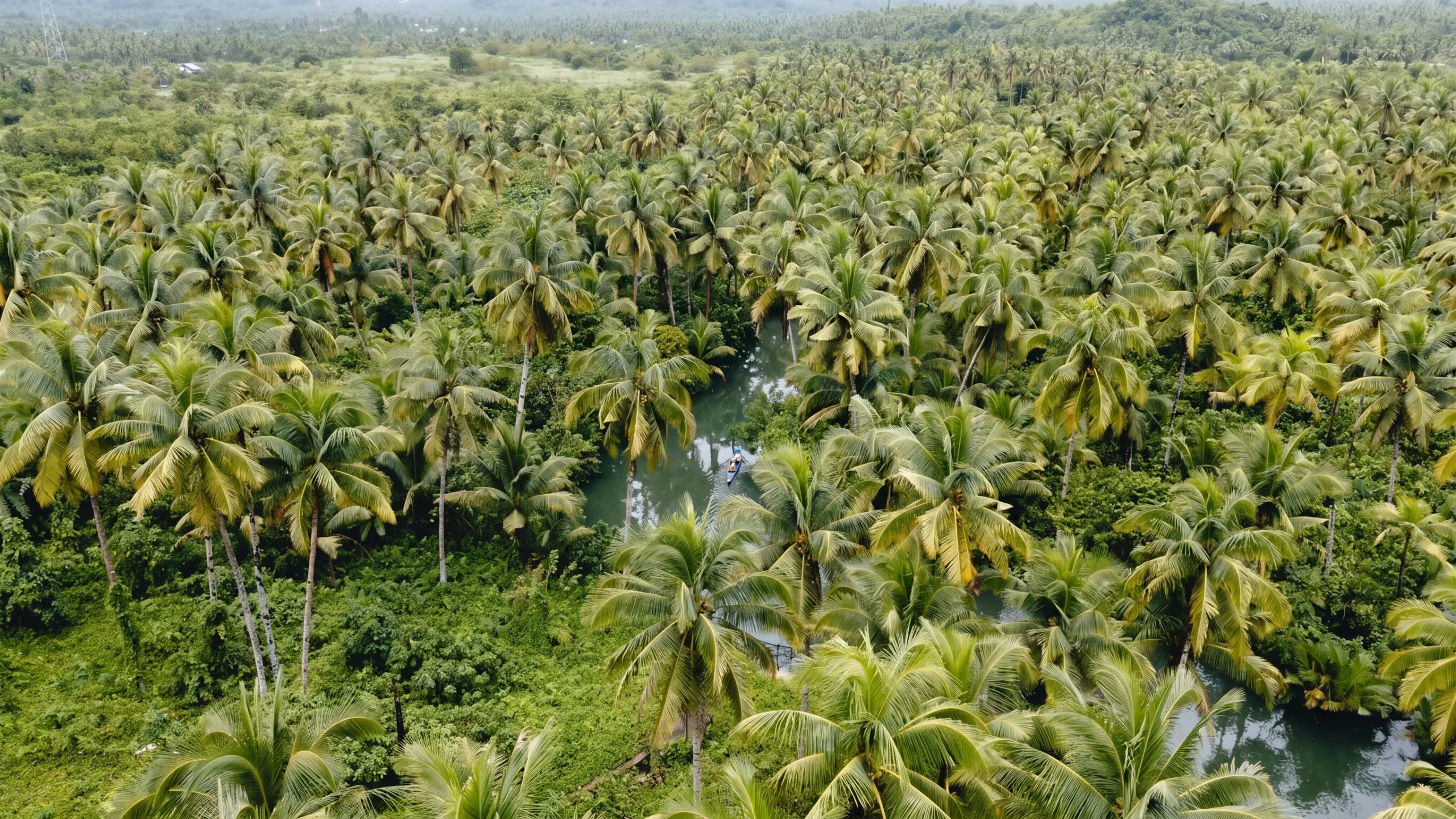 Philippine Coconut Authority Partnering With National Irrigation Administration To Boost Palawan Coconut Production