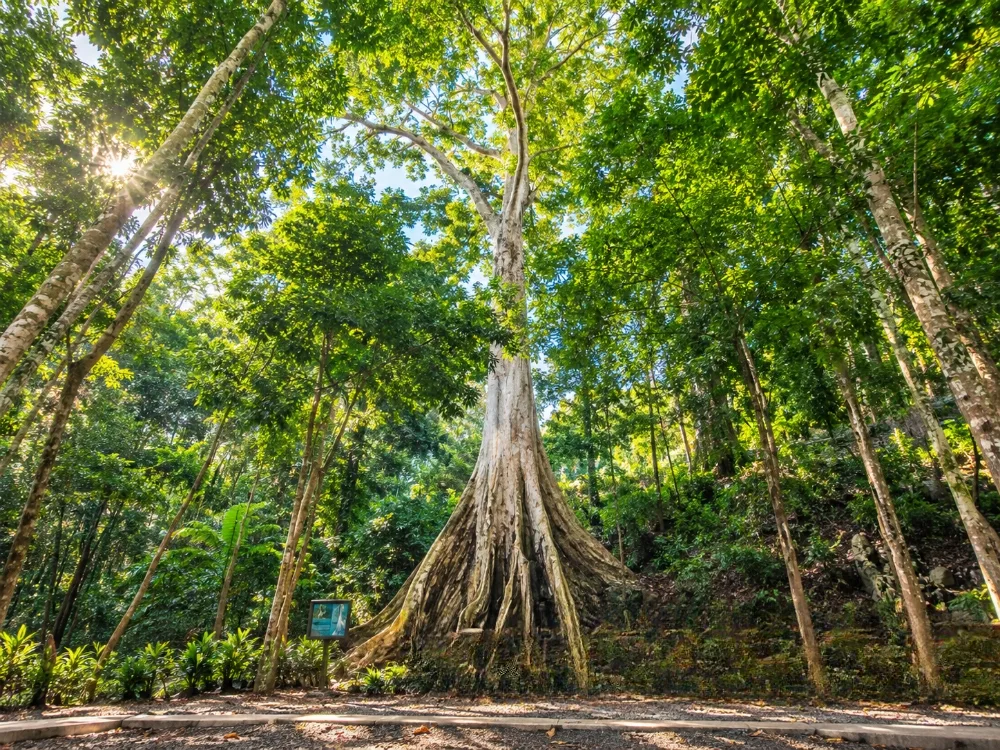Did You Know? This 300-Year-Old Dao Tree Could Become CDO Heritage