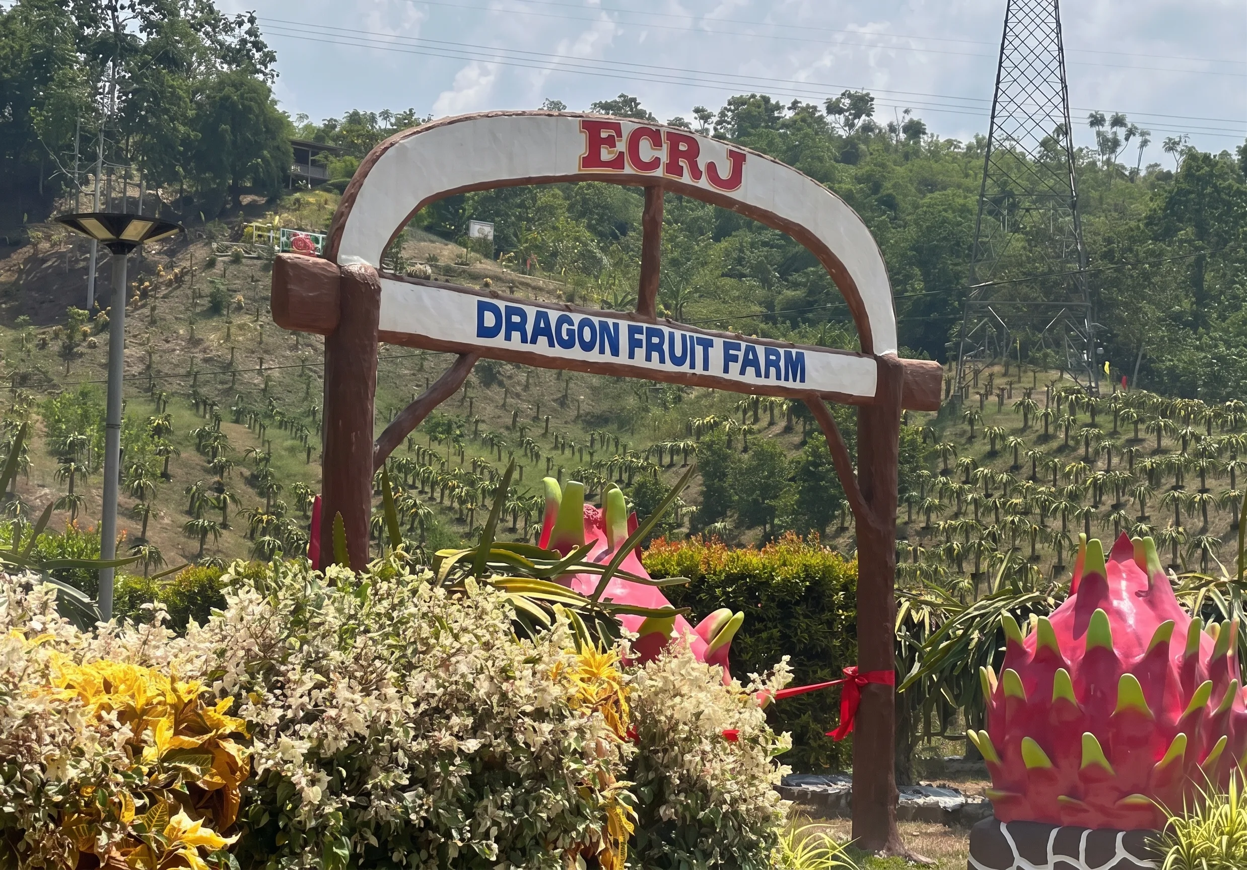 Discover Farm Life in Butuan: ECRJ Dragon Fruit Farm Opens Its Doors to Visitors