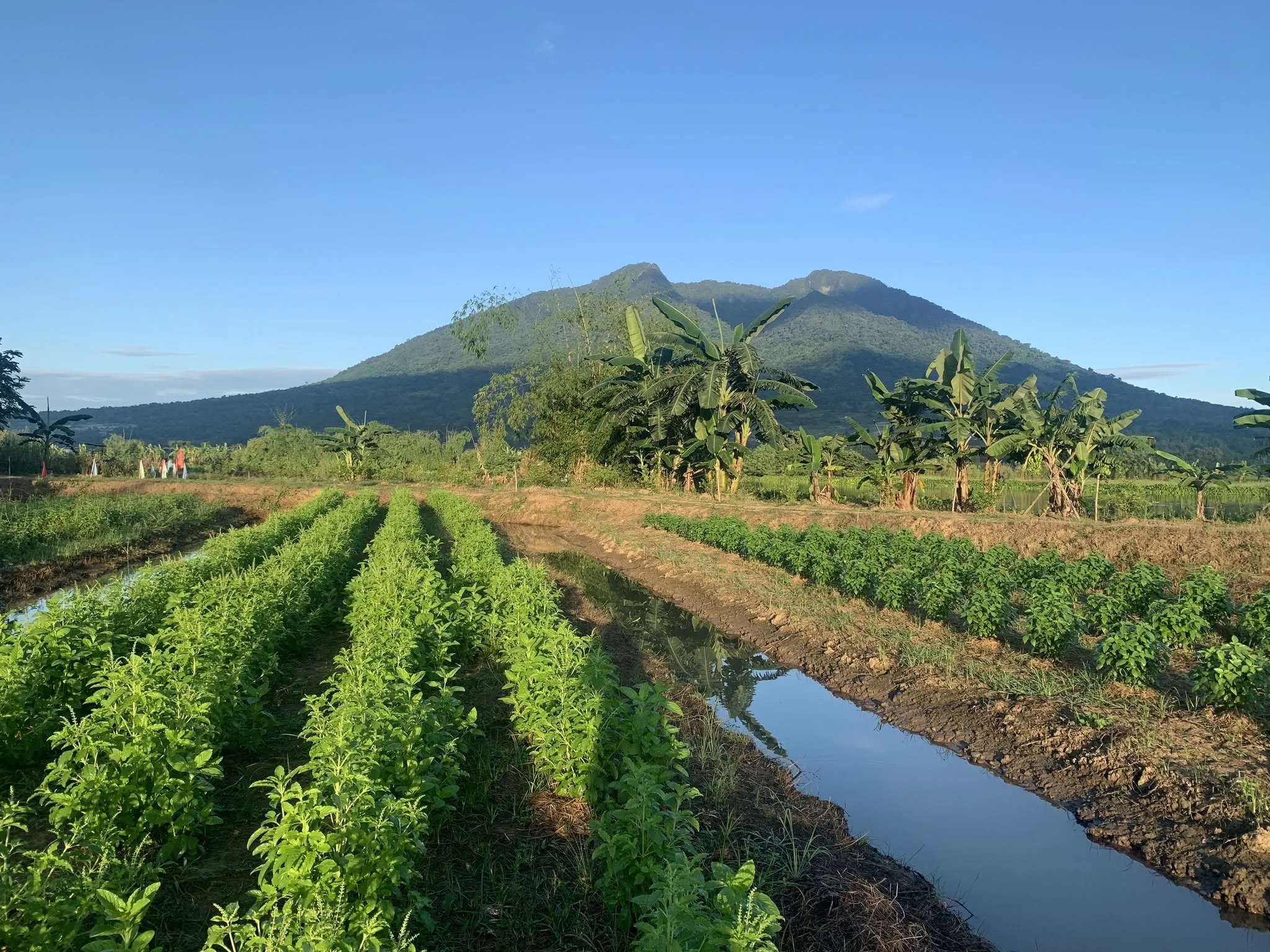 Former OFW Turns Thai Herb Craving into Thriving Agribusiness in Arayat, Pampanga