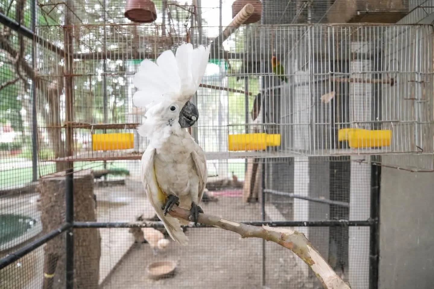 Cavite City Aviary Transforms Plaza Soledad Into an Urban Wildlife Sanctuary