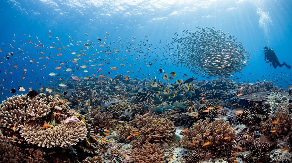 Napantao Dive Site Showcases Southern Leyte’s Underwater Wonders