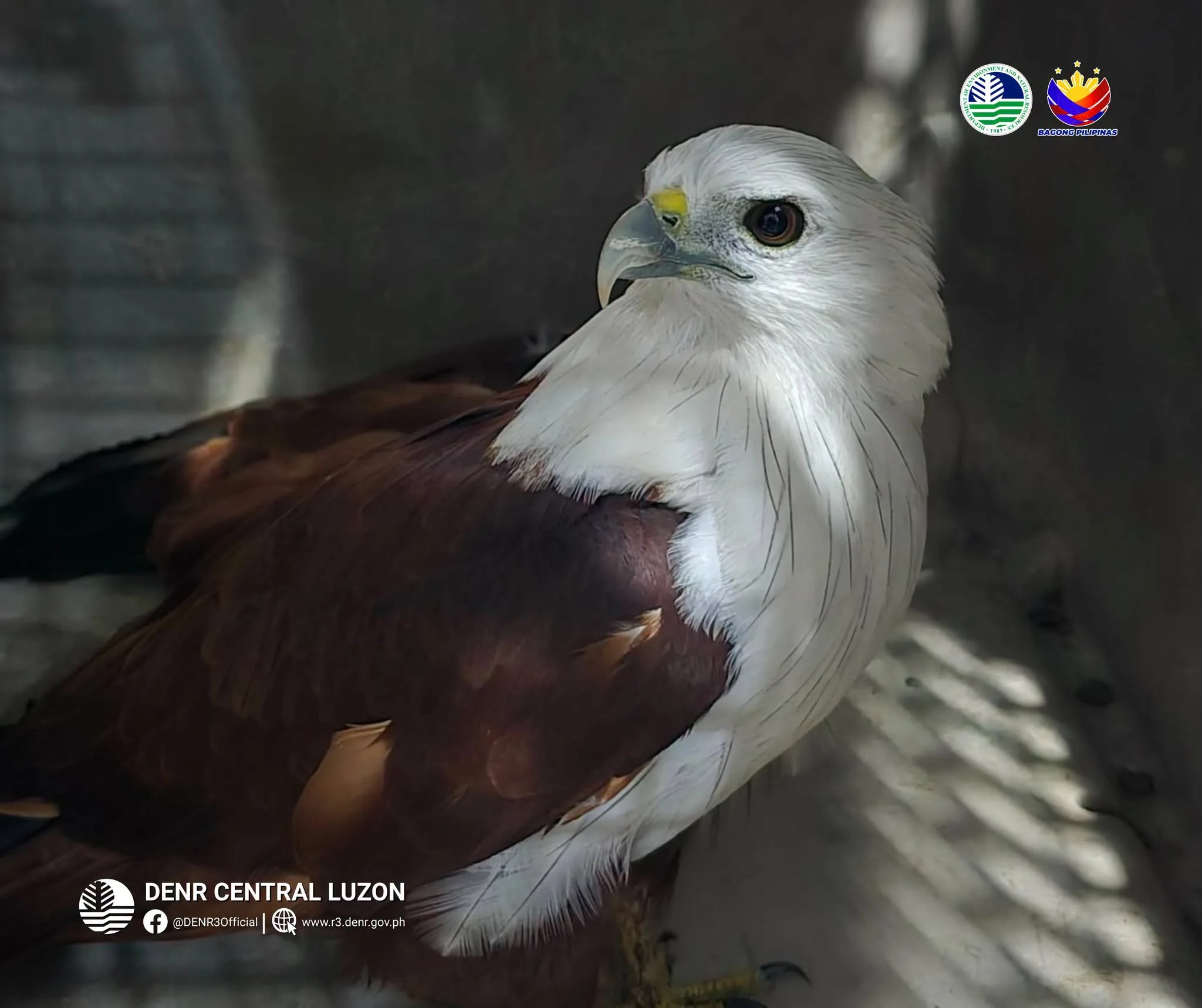 Wildlife Rescue Success! Three Brahminy Kites Find Safe Haven at Biak-na-Bato National Park