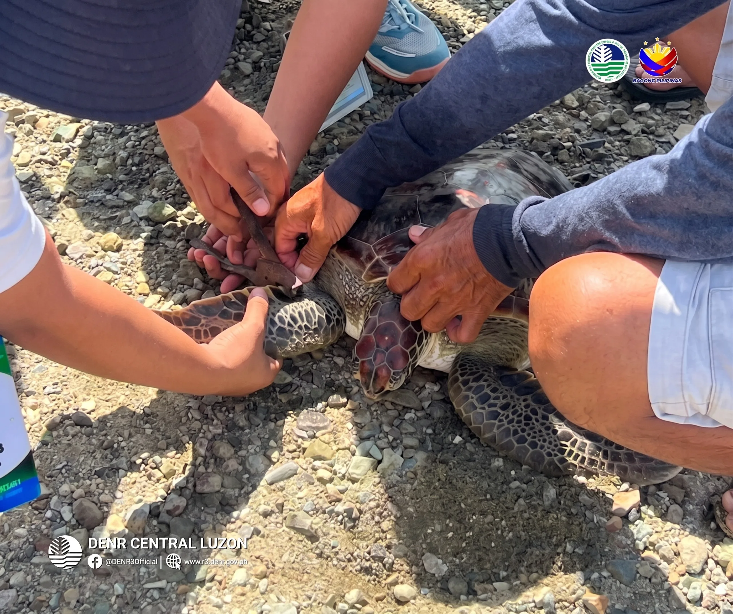 DENR, Aurora Communities Protect Turtle Nests and Release Endangered Green Sea Turtle