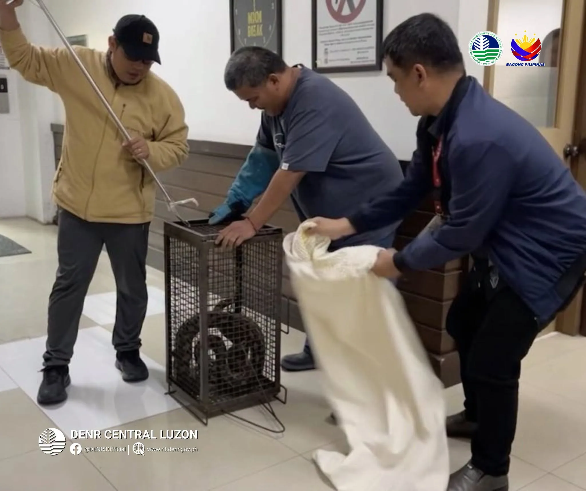 Safe Rescue! Three Reticulated Pythons Saved from Angeles City Homes and Transferred to Wildlife Center — Philippines