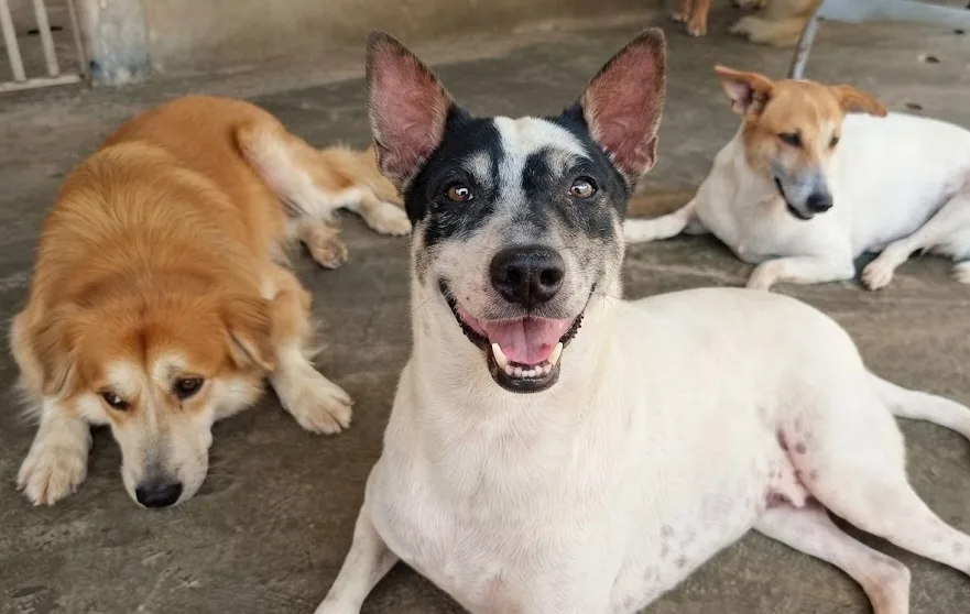 More Funds for Local Efforts as Ozamiz Keep 75% of Pet Fees