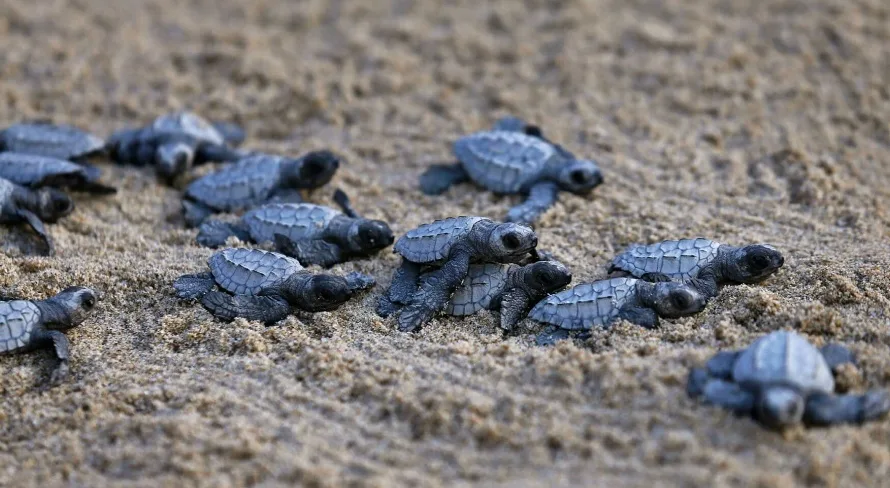 Protecting Palawan’s Olive Ridley Sea Turtles Through Dedicated Community-Led Nightly Patrols