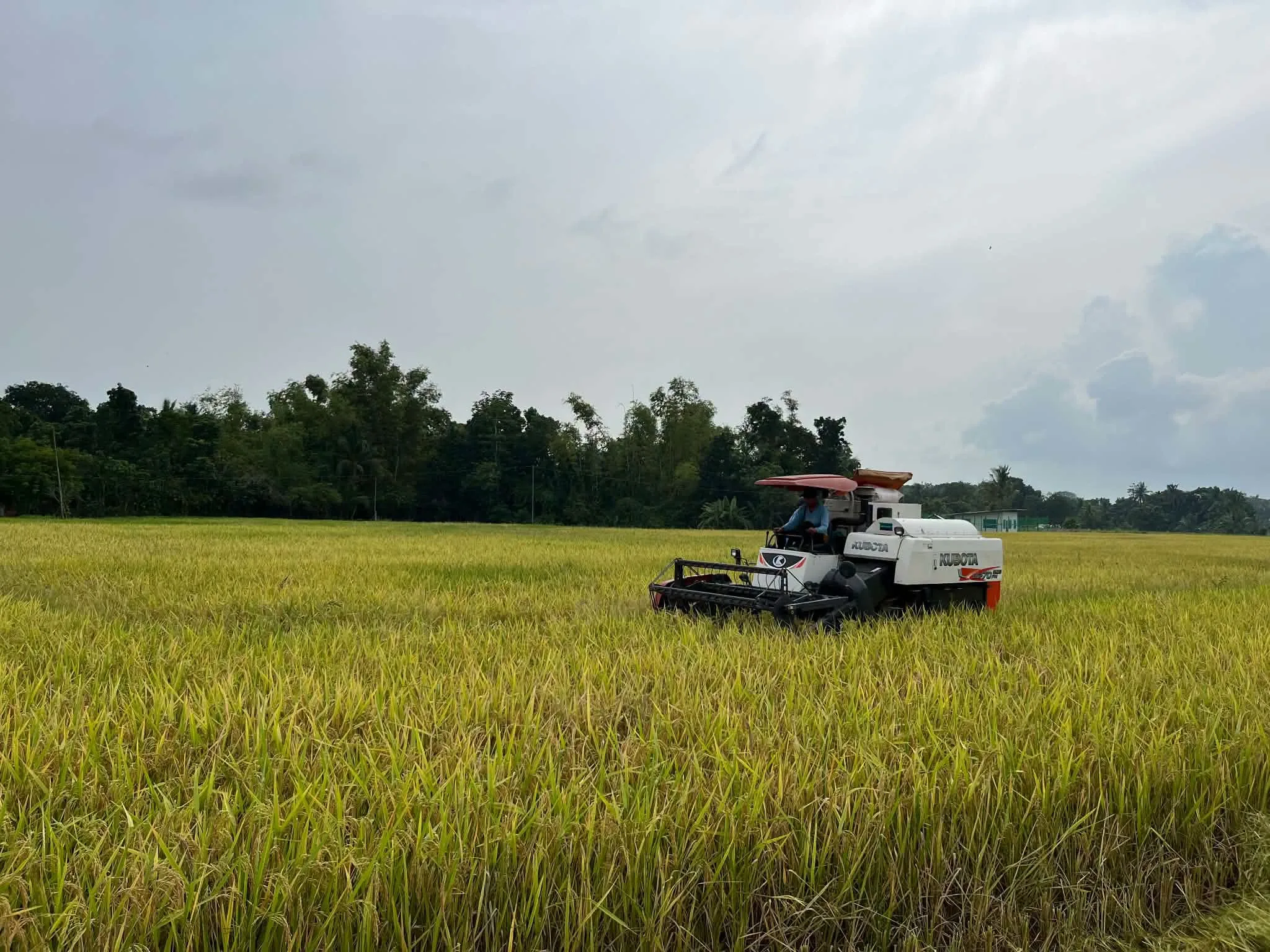 Mina Farmer Harvests 515 Sacks of Palay from 3.9 Hectares