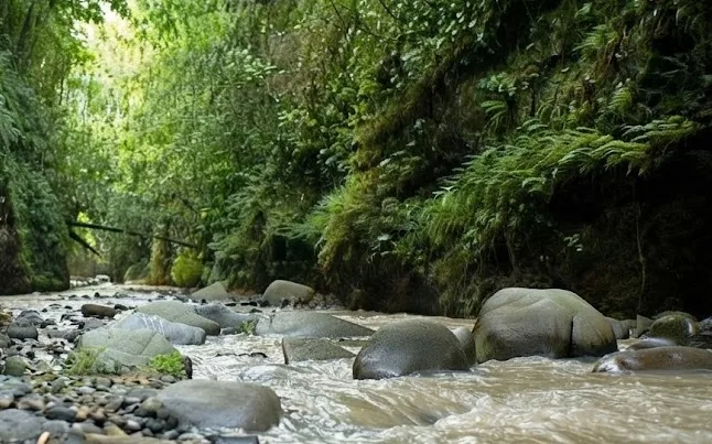 How General Santos City’s Community-Based Forest Protection Is Safeguarding Watersheds for the Future