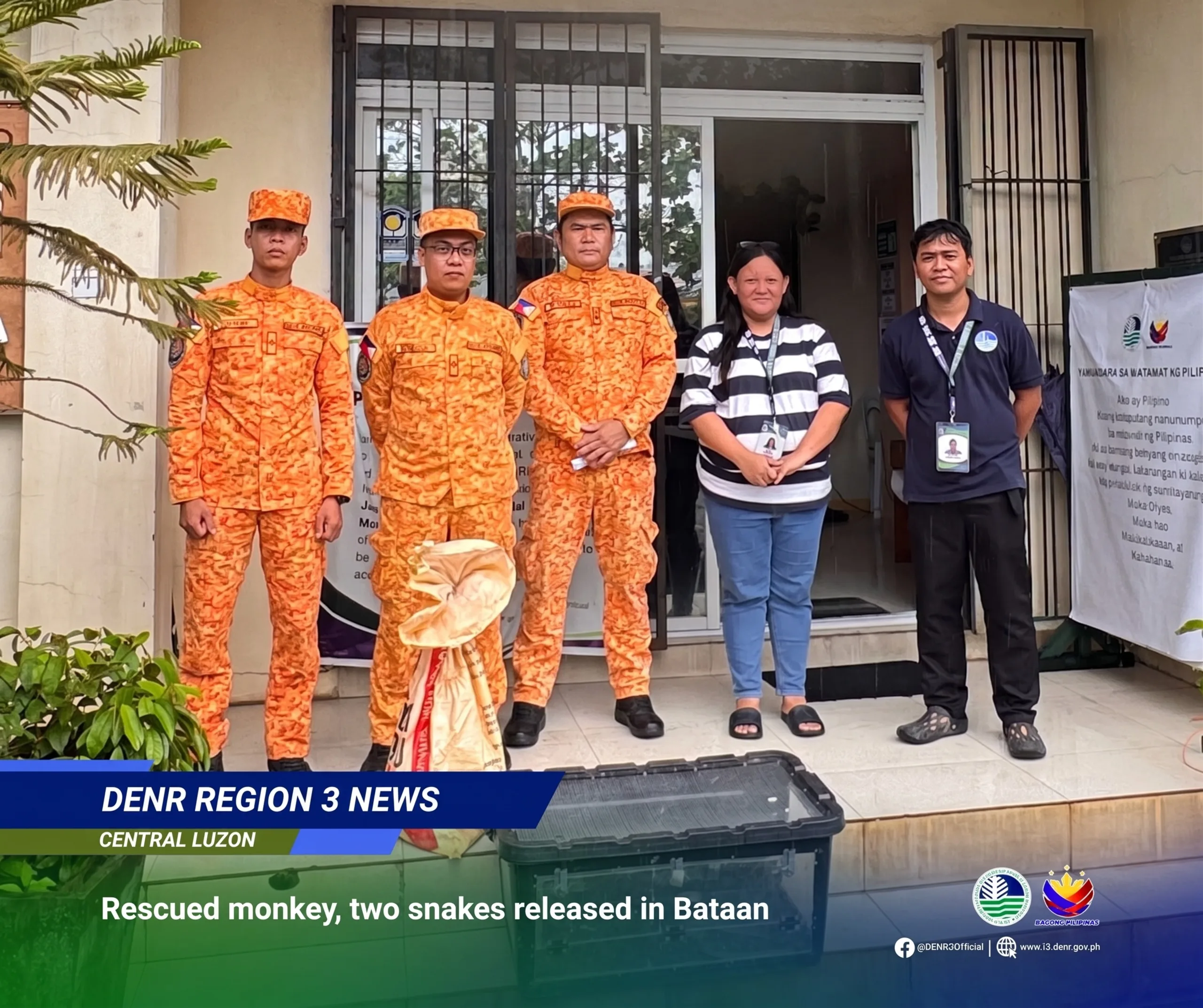 Endangered Monkey and Two Cobras Rescued and Released in Bataan