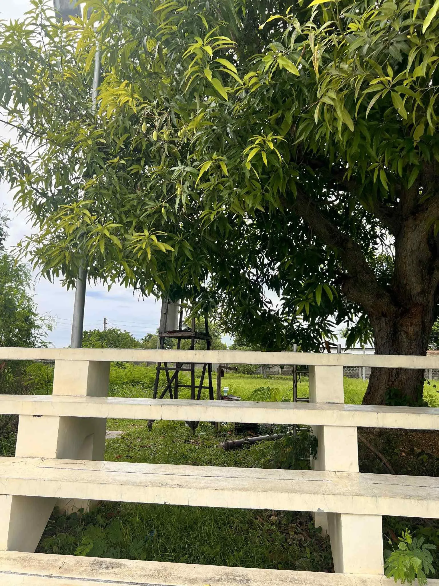 lot-for-sale-ajoya-subdivition-by-aboitizland-cordova-for-rent
